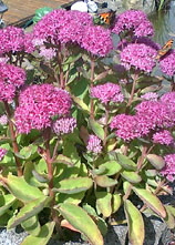 Blume
